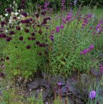 Garden Design - Herbaceous Borders