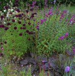 Garden Design - Herbaceous Borders